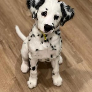 dalmatian puppies for adoption