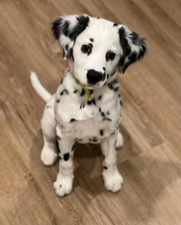 dalmatian puppies for adoption