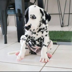 dalmatian puppies for sale