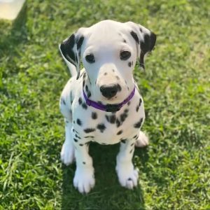 dalmatian puppies near me