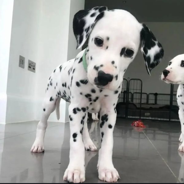 dalmatian puppies for sale near me