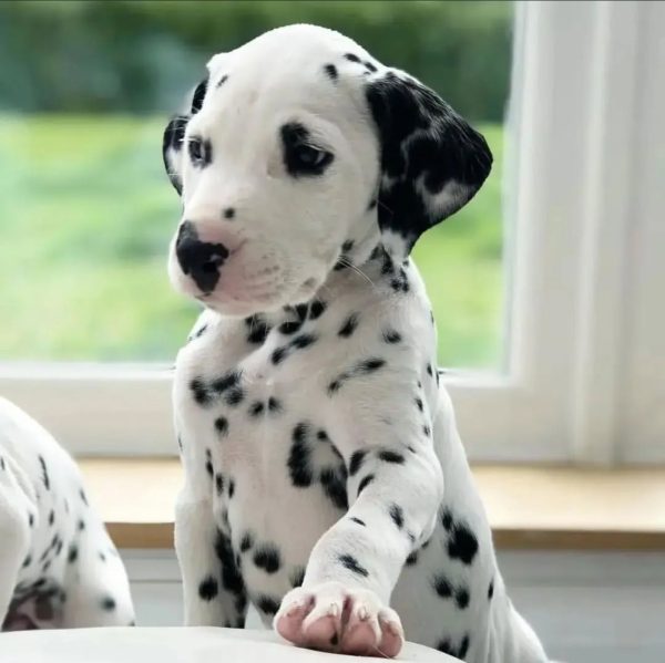 dalmatian for sale