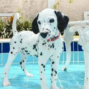 dalmatian puppies for sale