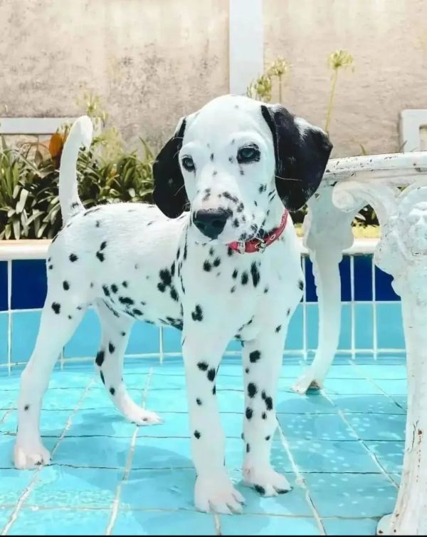 dalmatian puppies for sale