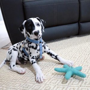 Dalmatian Dog for Sale