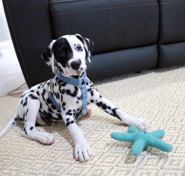 Dalmatian Dog for Sale